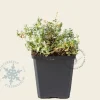 Cerastium tomentosum