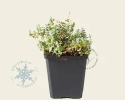 Cerastium tomentosum