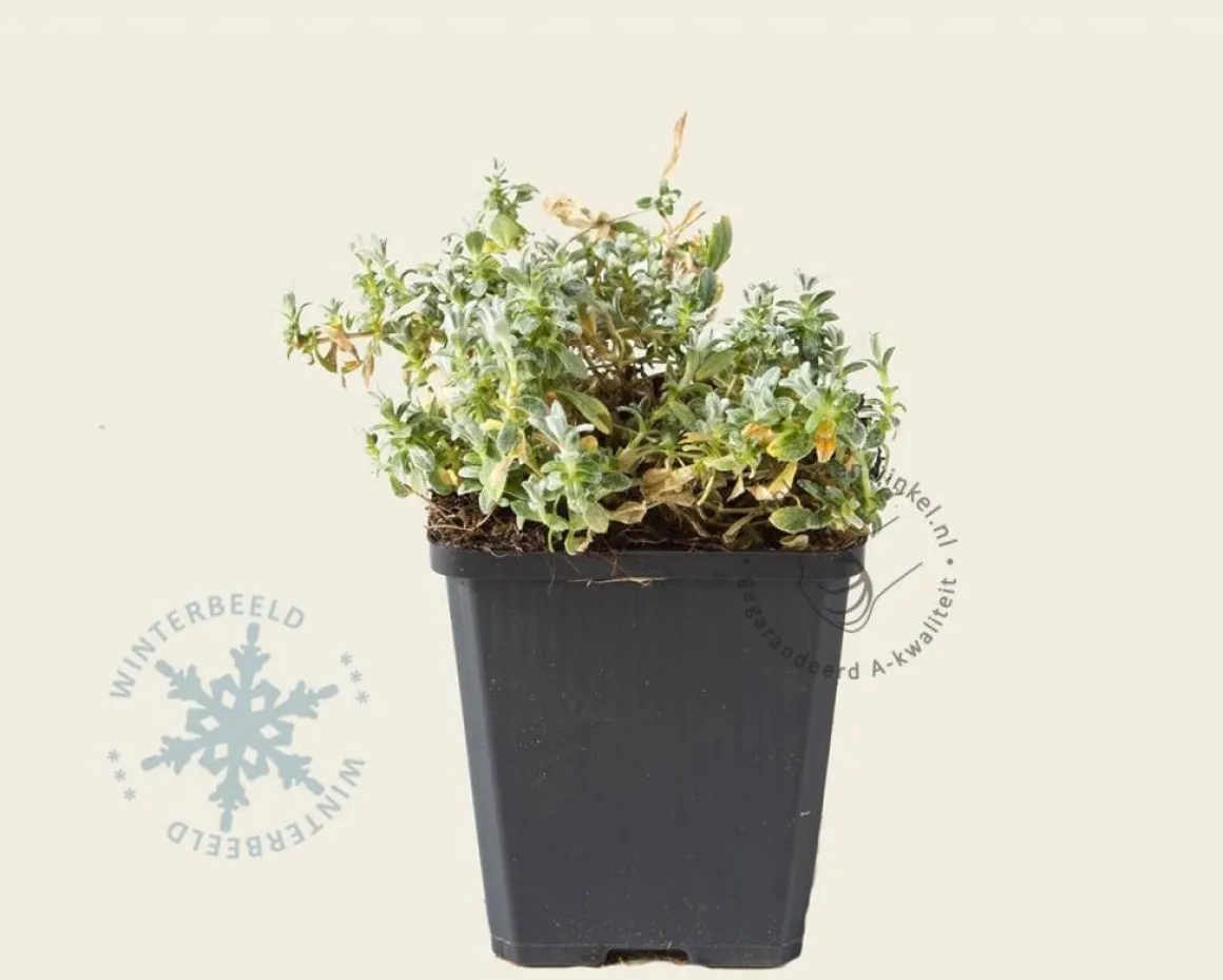 Cerastium tomentosum