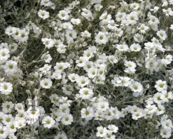 Cerastium tomentosum