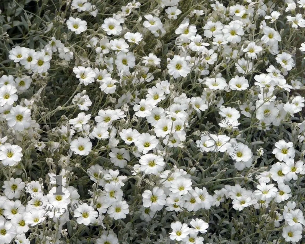 Cerastium tomentosum