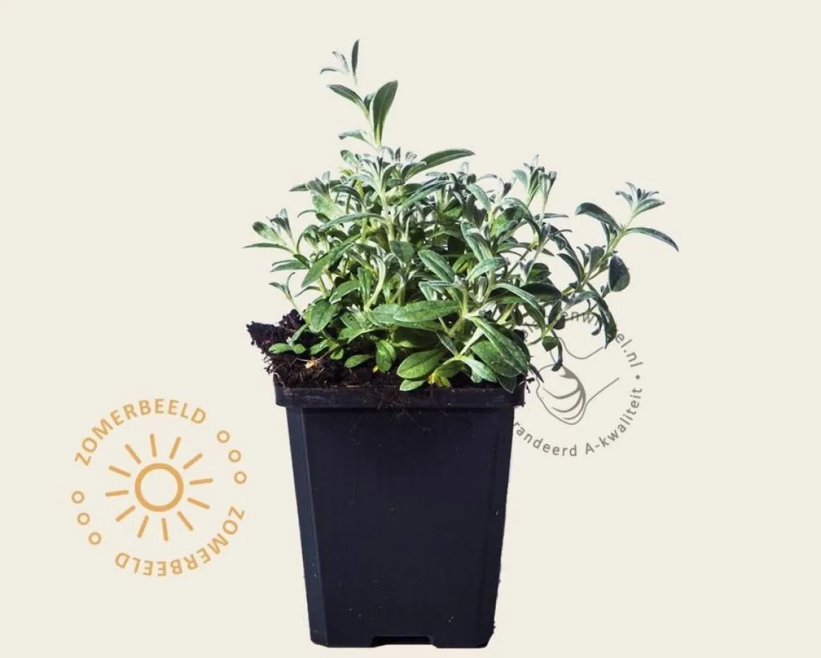 Cerastium tomentosum