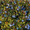 Ceratostigma willmottianum