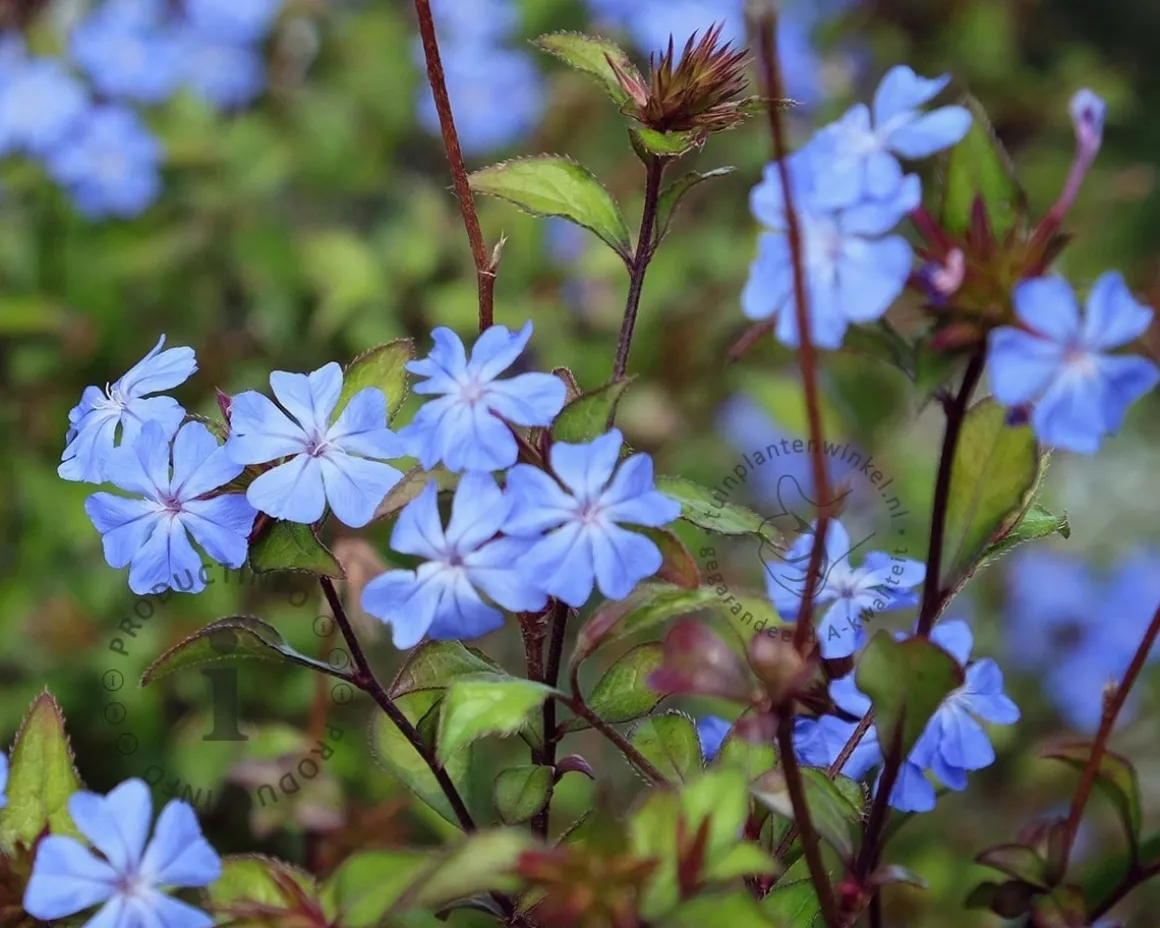 Ceratostigma willmottianum