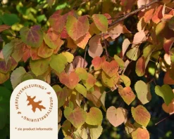 Cercidiphyllum japonicum - beveerd