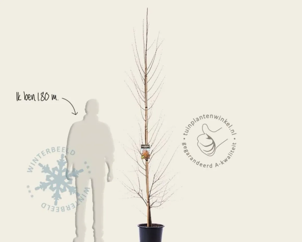Cercidiphyllum japonicum - beveerd