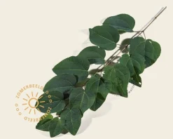 Cercidiphyllum japonicum - beveerd