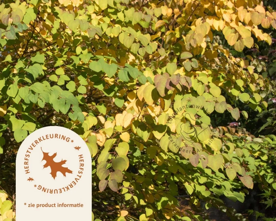 Cercidiphyllum japonicum 'Glowball' - 200 cm stam