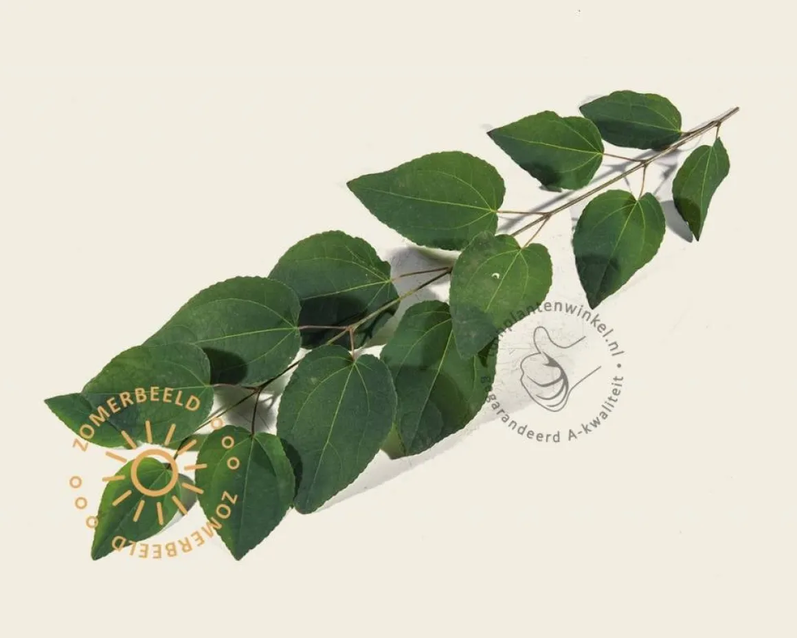 Cercidiphyllum japonicum 'Glowball' - 200 cm stam