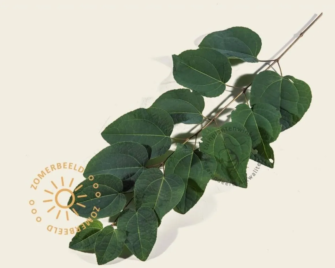 Cercidiphyllum japonicum - hoogstam