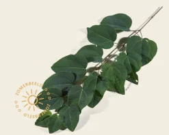 Cercidiphyllum japonicum 'Pendulum' - op stam