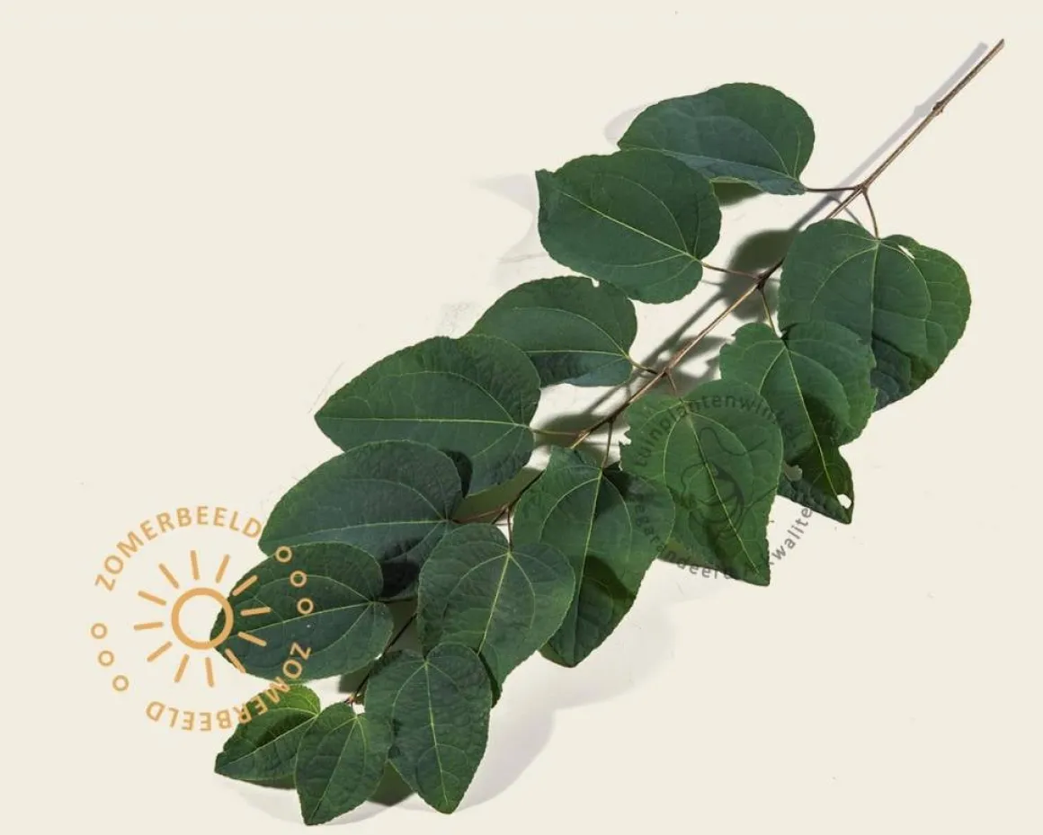 Cercidiphyllum japonicum 'Pendulum' - op stam