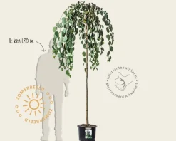 Cercidiphyllum japonicum 'Pendulum' - op stam