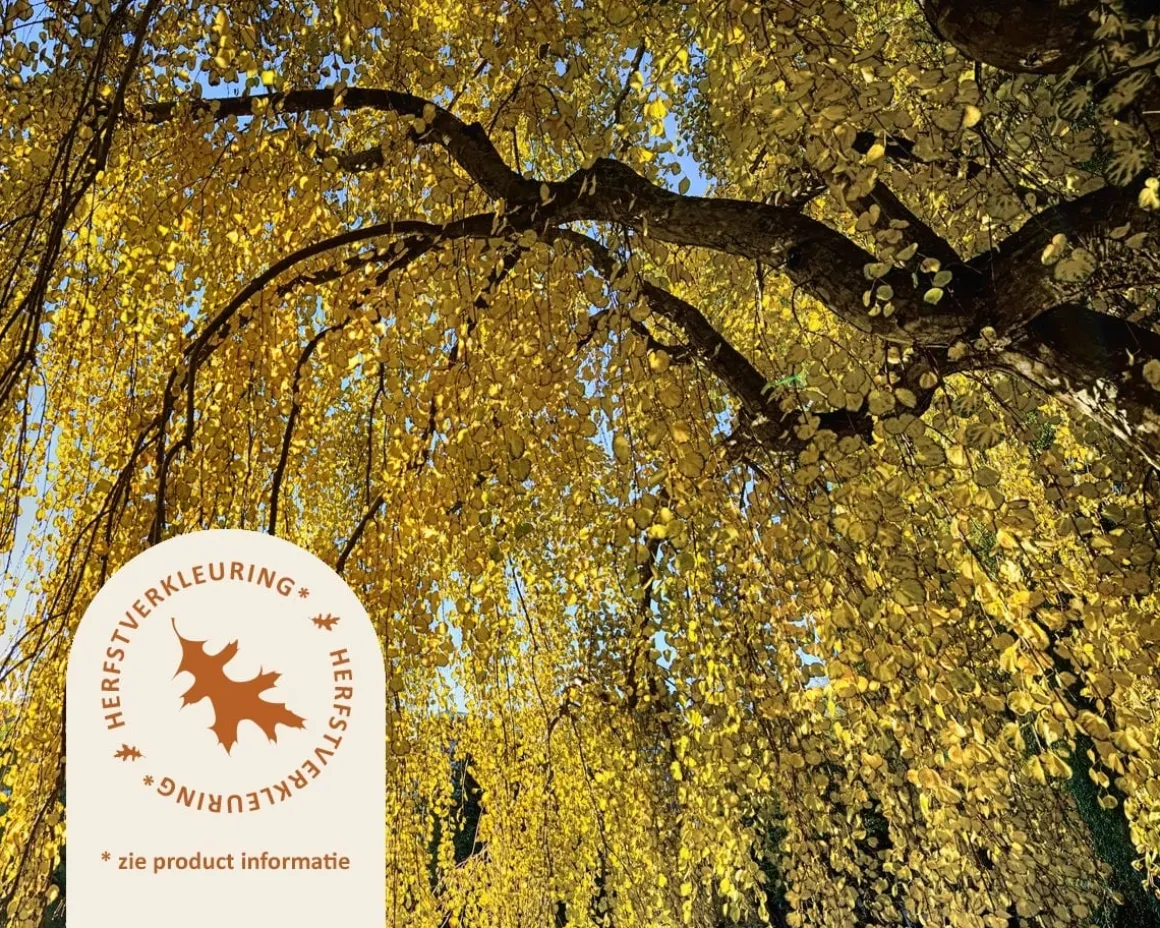 Cercidiphyllum japonicum 'Pendulum' - op stam