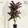 Cercis canadensis 'Forest Pansy' - XL+