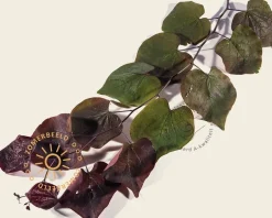 Cercis canadensis 'Forest Pansy' - XL+