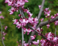 Cercis canadensis 'Forest Pansy' - XL