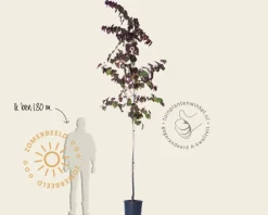 Cercis canadensis 'Forest Pansy'