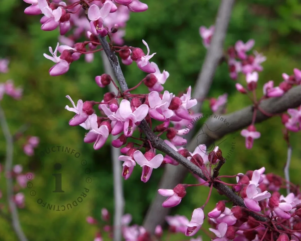 Cercis canadensis 'Forest Pansy'