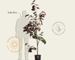 Cercis canadensis 'Forest Pansy' - beveerd