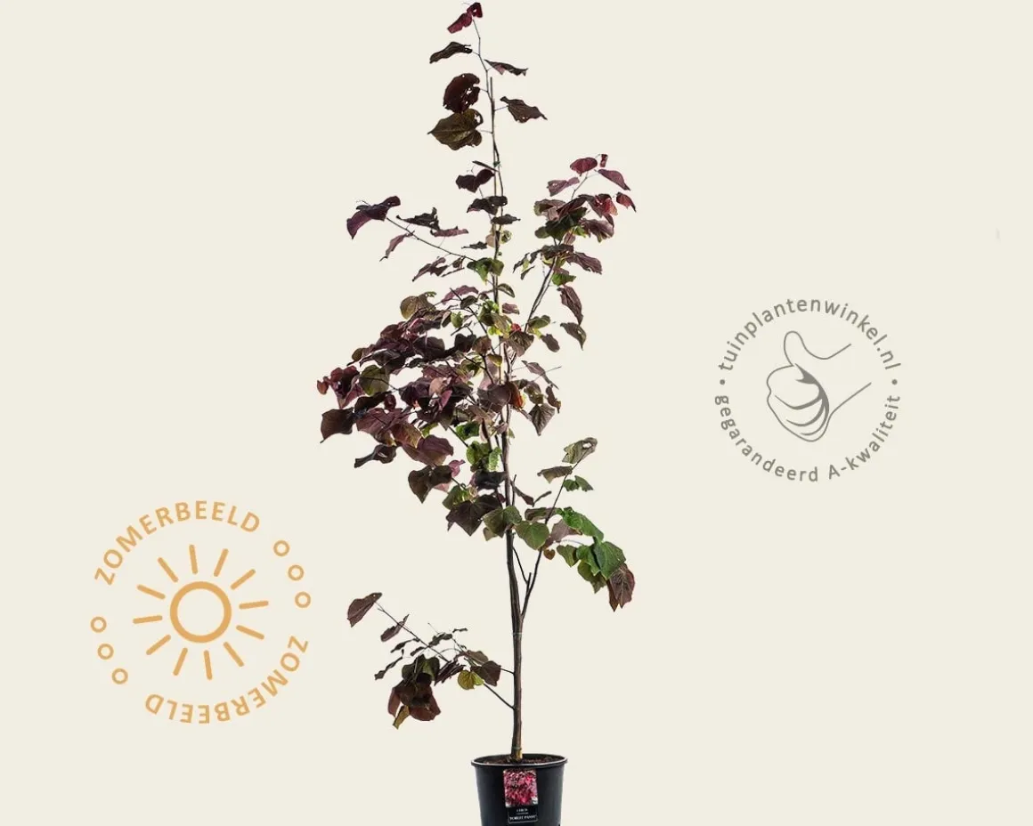 Cercis canadensis 'Forest Pansy' - beveerd