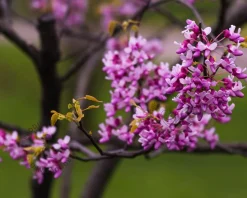 Cercis canadensis 'Hearts of Gold' - XL