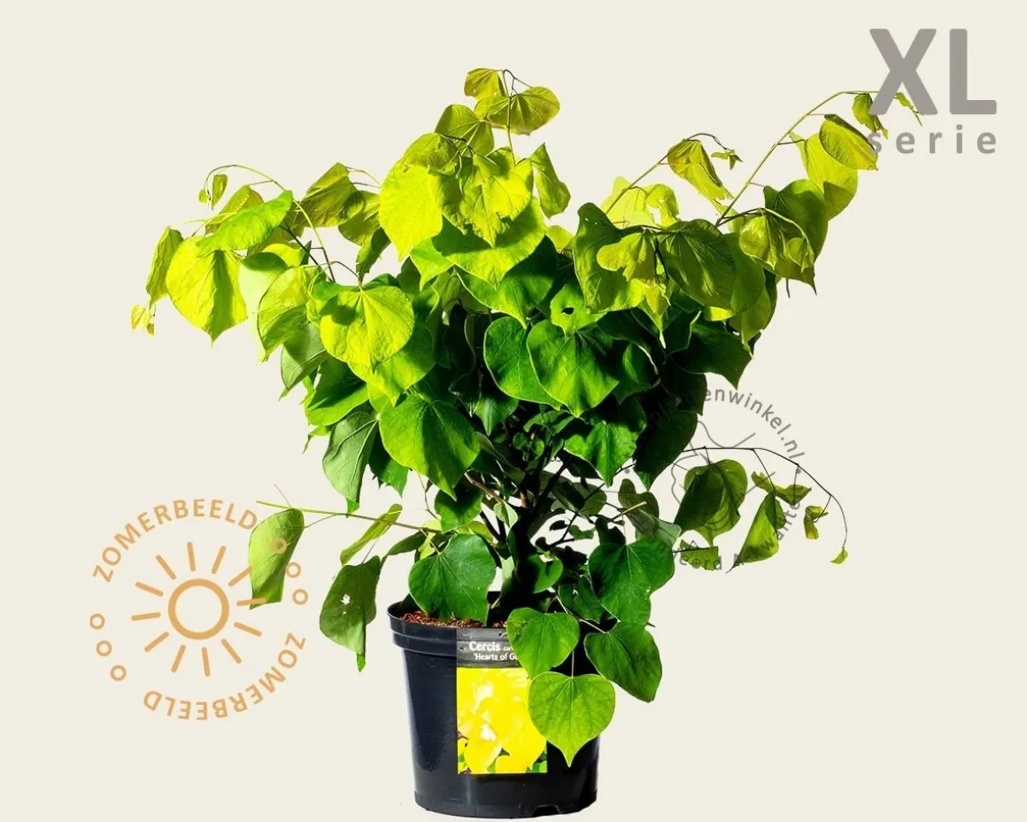 Cercis canadensis 'Hearts of Gold' - XL