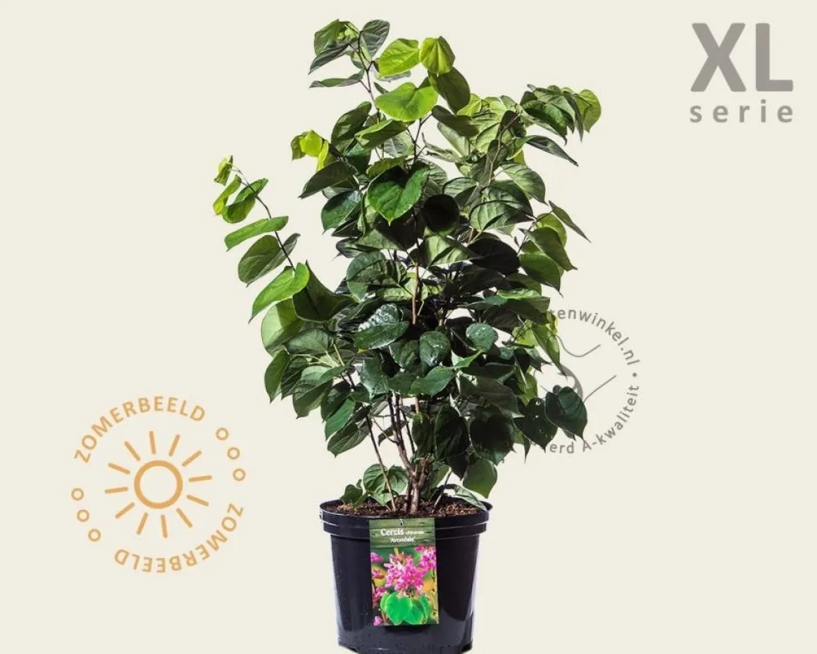 Cercis chinensis 'Avondale' - XL