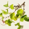 Cercis siliquastrum - hoogstam