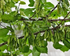 Cercis siliquastrum - hoogstam