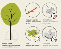 Cercis siliquastrum - hoogstam