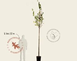 Cercis siliquastrum - hoogstam