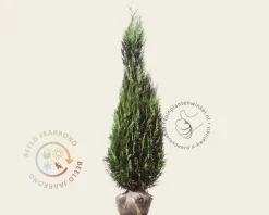 Chamaecyparis lawsoniana 'Columnaris' - kluit
