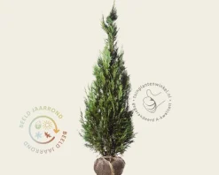 Chamaecyparis lawsoniana 'Columnaris' - kluit