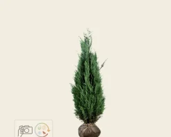 Chamaecyparis lawsoniana 'Columnaris' - kluit