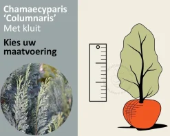 Chamaecyparis lawsoniana 'Columnaris' - kluit