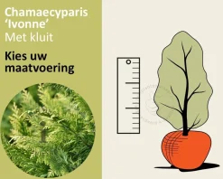 Chamaecyparis lawsoniana 'Ivonne' - kluit