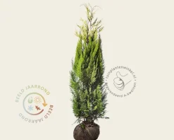 Chamaecyparis lawsoniana 'Ivonne' - kluit