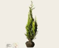 Chamaecyparis lawsoniana 'Ivonne' - kluit