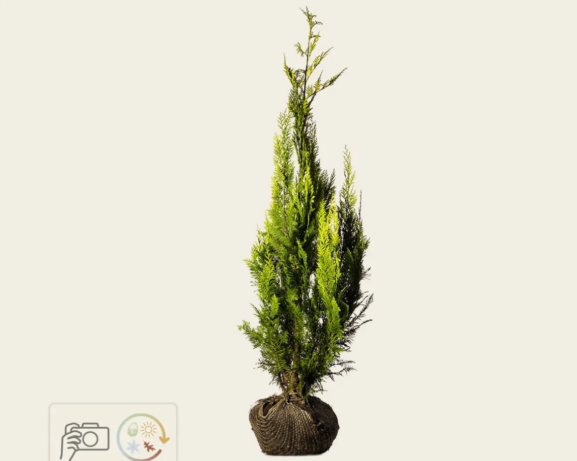 Chamaecyparis lawsoniana 'Ivonne' - kluit