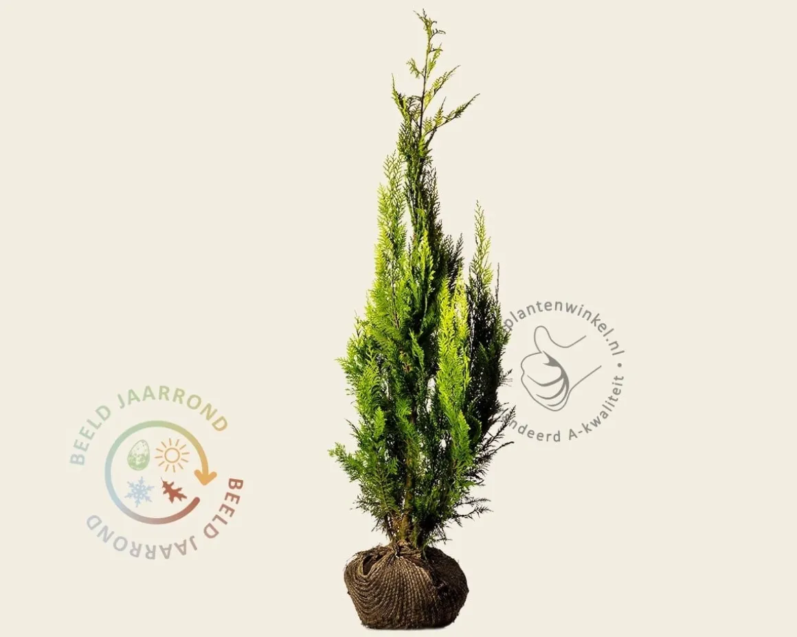 Chamaecyparis lawsoniana 'Ivonne' - kluit