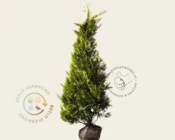 Chamaecyparis lawsoniana 'Ivonne' - kluit