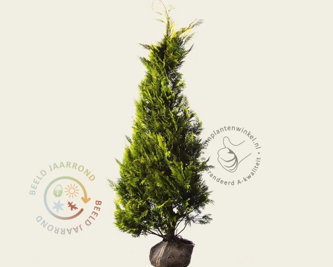 Chamaecyparis lawsoniana 'Ivonne' - kluit