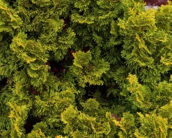 Chamaecyparis obtusa 'Nana Aurea' - 40 cm stam