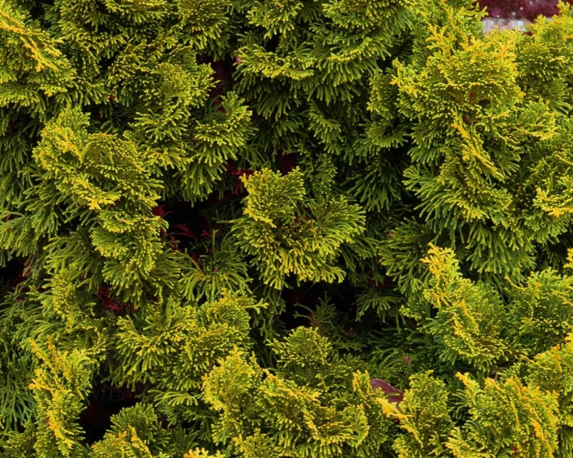 Chamaecyparis obtusa 'Nana Aurea' - 40 cm stam