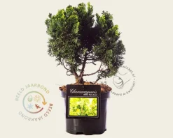 Chamaecyparis obtusa 'Nana Aurea' 20/25
