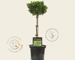 Chamaecyparis obtusa 'Nana Gracilis' - 40 cm stam