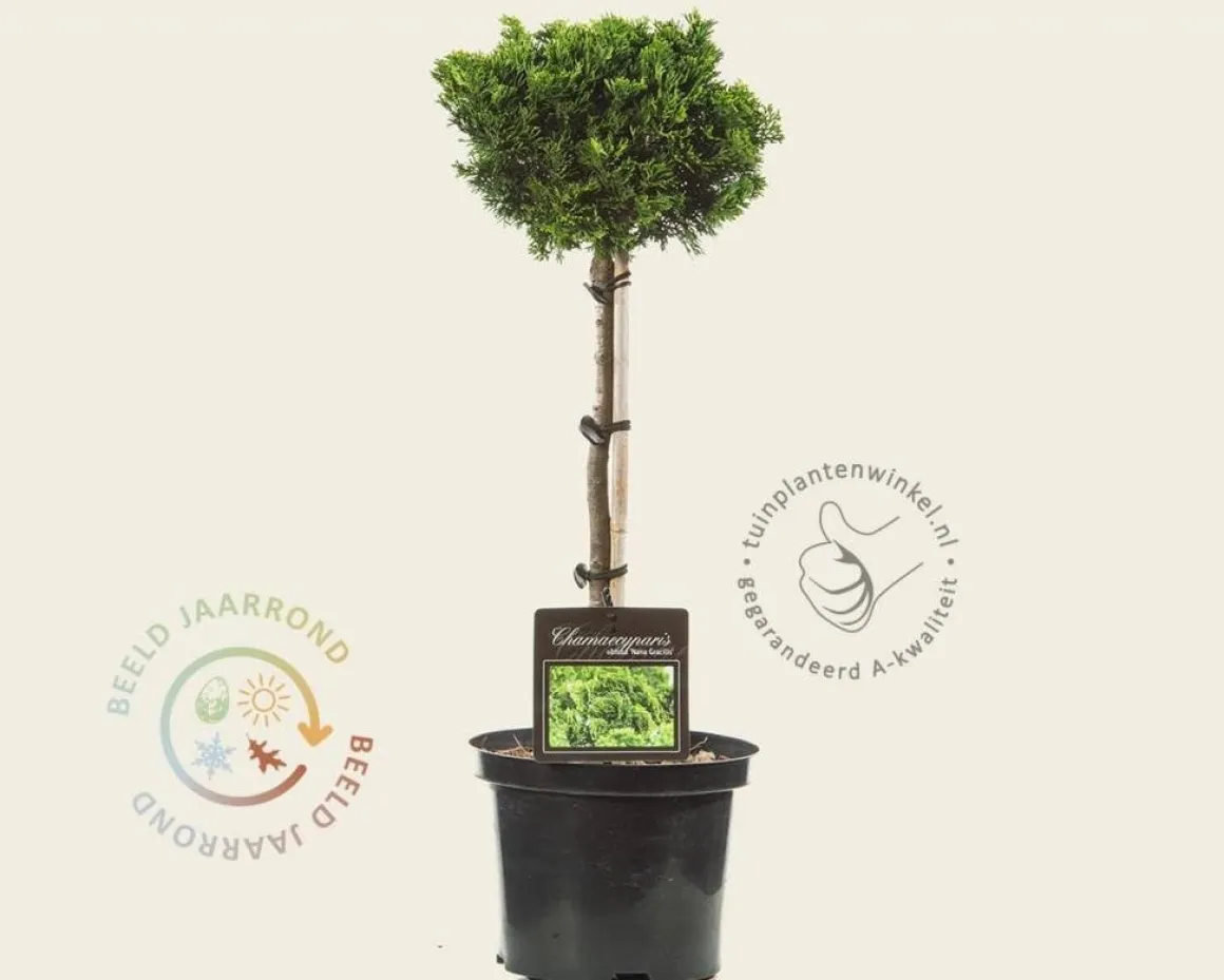 Chamaecyparis obtusa 'Nana Gracilis' - 40 cm stam