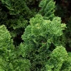 Chamaecyparis obtusa 'Nana Gracilis'