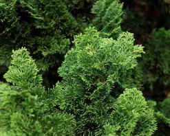 Chamaecyparis obtusa 'Nana Gracilis'
